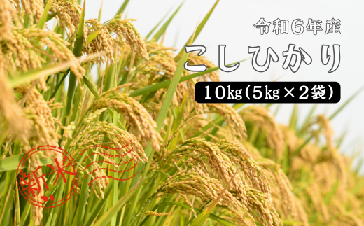 150250【令和6年産】しまね川本 こしひかり 10kg(5kg×2) 1455908 - 島根県川本町