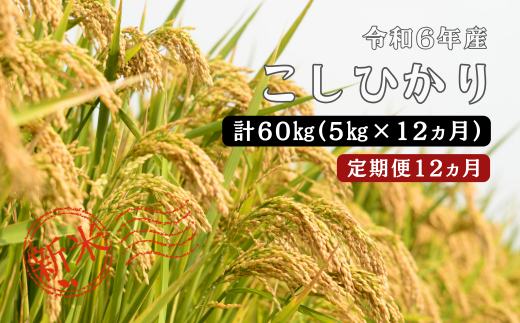 150261【令和6年産／お米定期便／12ヵ月】しまね川本 こしひかり 5kg (計60kg） 1455900 - 島根県川本町