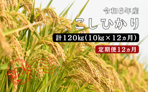 150266【令和6年産／お米定期便／12ヵ月】しまね川本 こしひかり 10kg (計120kg）