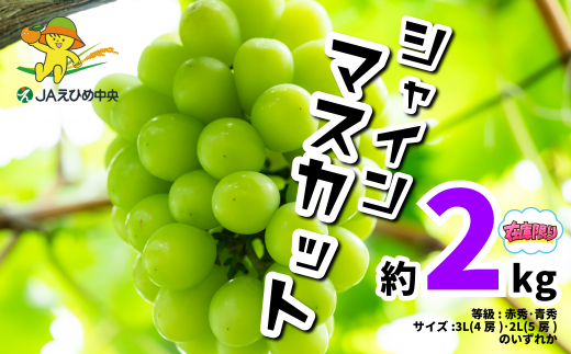 [2025年8月下旬より順次発送] シャインマスカット 約 2kg JAえひめ中央 [数量限定] 等級 赤秀･青秀 サイズ 3L(4房)･2L(5房) 8月 9月 しゃいんますかっと 旬 ぶどう マスカット くだもの ますかっと 果物 愛媛 松山 伊台 マスカット 産地直送 人気 予約 新鮮
