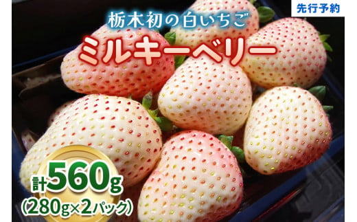 栃木県矢板市のふるさと納税 栃木初の白いちご「ミルキーベリー」560g《12月中旬より順次発送》｜いちご 苺 イチゴ フルーツ 果物 産地直送 [0567]