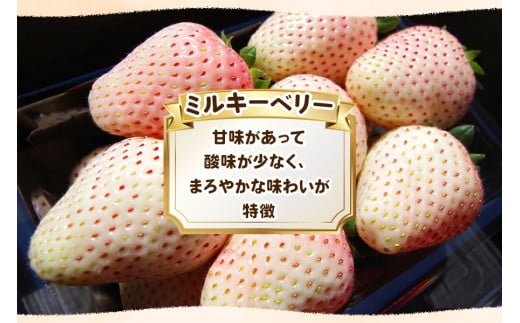 栃木県矢板市のふるさと納税 栃木初の白いちご「ミルキーベリー」560g《12月中旬より順次発送》｜いちご 苺 イチゴ フルーツ 果物 産地直送 [0567]