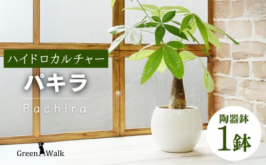 観葉植物 パキラ ピュアボウル ハイドロカルチャー 陶器 鉢植え 1396715 - 愛知県豊橋市