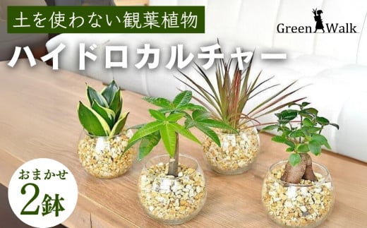 ハイドロカルチャー「シンプルボールの観葉植物 ゼオライト植え 2鉢セット」 1017964 - 愛知県豊橋市