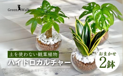 観葉植物 ハイドロカルチャー シンプルボールストーン レカトン植え - 愛知県豊橋市｜ふるさとチョイス - ふるさと納税サイト