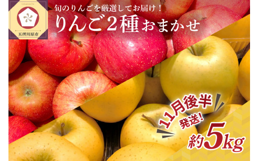 【2024年11月後半発送】 りんご 青森産 約5kg 品種おまかせ2種以上 贈答用 特選～特秀 1069801 - 青森県五所川原市