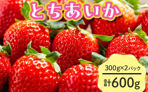 《数量限定》とちあいか 300g×2パック 計600g 風袋入り｜先行受付 果物 いちご イチゴ 苺 くだもの フルーツ 栃木 ※2025年1月上旬～4月下旬頃に順次発送予定 ※離島への配送不可 1391991 - 栃木県塩谷町