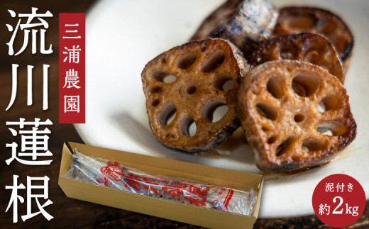 三浦農園 流川蓮根 (泥付き 約2kg) [2025年12月下旬 出荷予定] 蓮根 れんこん レンコン 野菜 やさい 無農薬 福岡県 うきは市