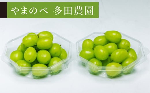 《先行予約》2025年 山形県産 シャインマスカット ダイヤパック 250g×2パック やまのべ多田農園のぶどう F21A-312 649570 - 山形県山辺町