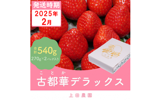 （冷蔵）【２月発送分】イチゴ 奈良県産高級ブランド品種「古都華」デラックス（270g×２パック） ／ 上田農園 苺 いちご フルーツ 奈良県 田原本町 1097211 - 奈良県田原本町