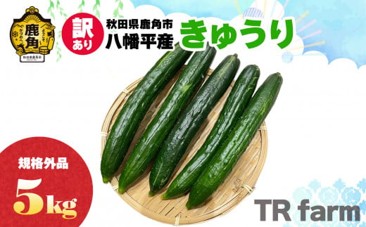 秋田県鹿角市八幡平産 不揃いなきゅうり 5kg【TR farm】 お得 徳用 規格外 キュウリ 野菜 夏野菜 新鮮 旬 食べ頃 詰め合わせ お中元 お取り寄せ グルメ ギフト 人気 おすすめ 秋田 鹿角市 送料無料  982749 - 秋田県鹿角市