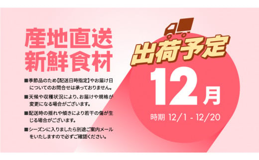 青森県田子町のふるさと納税 12月 田子の贈答用千雪約5kg（18～20玉程度）山市美貴子さん生産直送