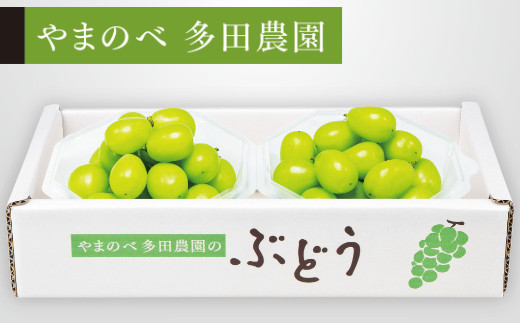 山形県山辺町のふるさと納税 《先行予約》2024年 山形県産 シャインマスカット ダイヤパック 250g×2パック やまのべ多田農園のぶどう F21A-312
