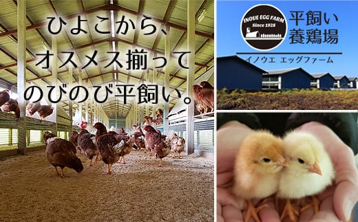 3ヶ月定期便】《かながわブランド認定》平飼い有精卵さがみっこ 30個×3か月| 平飼い ケージフリー 卵 有精卵 鶏卵 玉子 たまご 生卵 国産 濃厚  コク 旨味 ※離島への配送不可 - 神奈川県相模原市｜ふるさとチョイス - ふるさと納税サイト