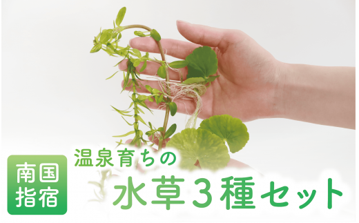 【10営業日以内に発送】【温泉育ち】水草3種セット(アマゾンチドメグサ・アナカリス・バコパモンニエリ)(月照舎/010-1690) 水草 メダカ エビ シュリンプ 水中葉 観賞 水槽 熱帯魚 インテリア ナチュラル 自然 アクアリウム ペット 魚 観賞用 温泉 温泉水 かけ流し 飼育 セット 水草セット 国産 指宿 いぶすき