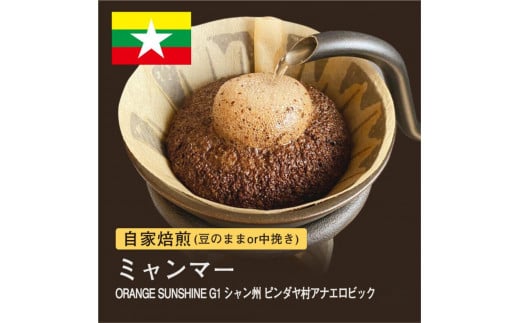 自家焙煎コーヒー! #180 310g ミャンマー ORANGE SUNSHINEG1 シャン州 ピンダヤ村 珈琲(豆または中挽きから選択)