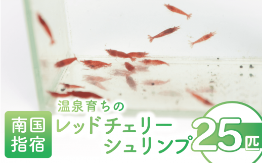 【10営業日以内に発送】【温泉育ち】レッドチェリーシュリンプ25匹(月照舎/010-1691) 水草 エビ シュリンプ メダカ 掃除 苔 苔掃除 観賞 水槽 熱帯魚 インテリア ナチュラル 自然 アクアリウム ペット 観賞用 温泉 温泉水 かけ流し 飼育 国産 指宿 いぶすき【配送不可地域：北海道・沖縄県・離島】