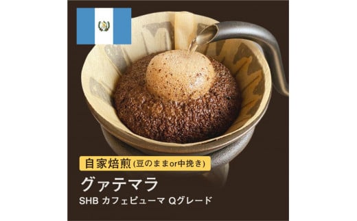 自家焙煎コーヒー!#049 310g グァテマラSHB カフェピューマ Qグレード 珈琲(豆または中挽きから選択)