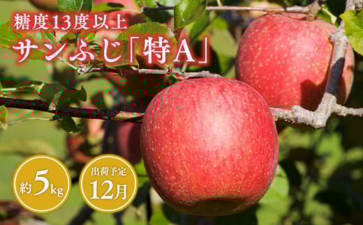 12月  サンふじ約5kg 糖度13度以上(14～20玉程度）【青森県 平川市 森山商店 】 平川市産 青森りんご 林檎 リンゴ りんご サンふじ ふじ 光センサー 選果 平川市 青森県 