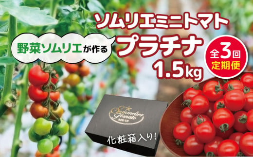 【 定期便 】ソムリエミニトマト「 プラチナ 」 1.5kg × 3カ月 | 野菜 やさい トマト とまと 銀賞 熊本県 玉名市