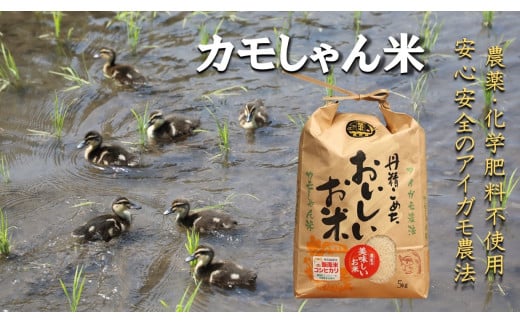 [6回定期便]島根県飯南町産コシヒカリ 「カモしゃん米」5kg [ アイガモ あいがも 合鴨 かも カモ コシヒカリ お米 農家直送 無農薬 化学肥料不使用 玄米 精米 選択可能 安心 安全 新米 令和6年度産 D-150]