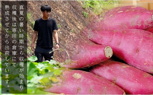 高知県大月町のふるさと納税 【高知県 大月町産】兼松農園　安納芋　10ｋｇ