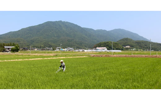 新潟県弥彦村のふるさと納税 令和6年産特別栽培米コシヒカリ「伊彌彦米」10kg【1125998】