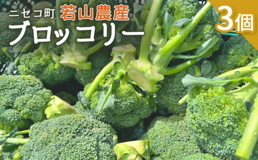 ニセコ町 若山農産 ブロッコリー 3個 ぶろっこりー 野菜 ニセコ町産 農家直送 新鮮 やさい 数量限定 万能野菜 ベジタブル 6,000円 オンライン 申請 ふるさと納税 北海道 ニセコ にせこ 【40001】 1416647 - 北海道ニセコ町