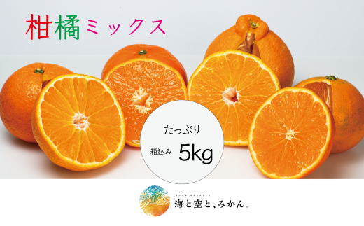 大場農園「柑橘MIXセット」箱込み 5.0kg