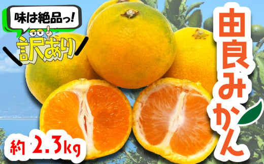 訳あり 由良みかん 約2.3kg ( みかん 果物 由良 みかん フルーツ 西浦 みかん 柑橘 オレンジ 国産 ) 1418656 - 静岡県沼津市