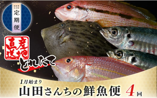 【定期便 4回】山田さんちの鮮魚便(1月始まり) 1042950 - 高知県大月町