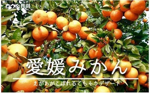 コウ果樹園の「小玉みかん10kg」!“柑橘王国”愛媛県八幡浜の＜完熟みかん＞＜C33-15＞【1051466】 394110 - 愛媛県八幡浜市