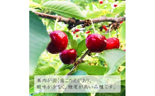 【令和7年産先行受付】山形県中山町産さくらんぼ＜紅秀峰＞特秀品　350g×2P　約700g　2Lサイズ以上