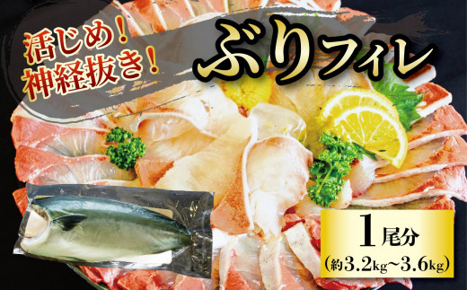 [2024年12月上旬から発送]活じめ!神経抜き!ぶりフィレ1尾分(約3.2〜3.6kg)| 鮮魚 刺身 お刺身 お刺し身 魚介 海の幸 冷蔵 ブリ 鰤 ぶり 愛媛県 松山市