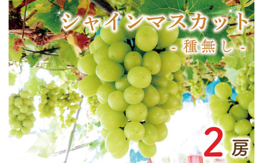 【先行予約】シャインマスカット約500g×2房(約1kg)【数量限定 フルーツ 果物 新鮮 種無し 葡萄 マスカット 鹿嶋市 茨城県】(KBT-4) 925853 - 茨城県鹿嶋市