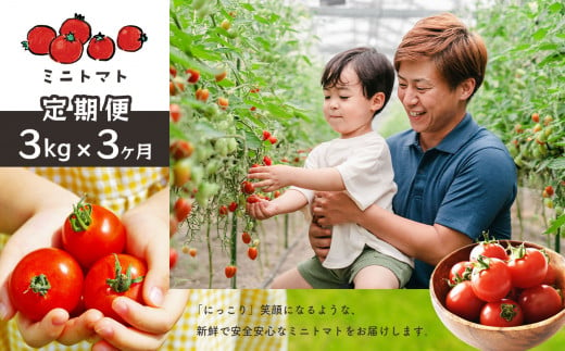 【 定期便 】 ミニトマト3kg×3ヶ月 ｜ 野菜 やさい ミニトマト トマト とまと 定期便 3kg 3回 熊本県 玉名市