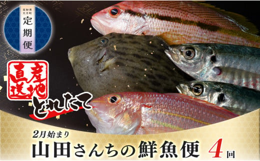 【定期便 4回】山田さんちの鮮魚便(2月始まり) 1042951 - 高知県大月町