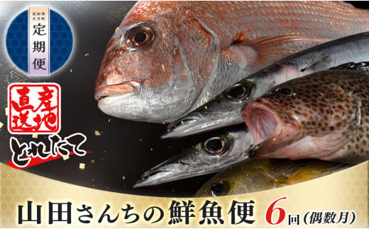 【定期便 6回】山田さんちの鮮魚便(偶数月) 1042954 - 高知県大月町