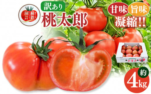 ご家庭用 トマト 桃太郎 約 4kg | やさい 野菜 とまと トマト 桃太郎 家庭用 熊本県 玉名市