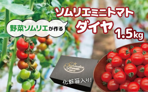 ソムリエミニトマト・ダイヤ（ 1.5kg ） | 野菜 やさい トマト とまと 銀賞 熊本県 玉名市
