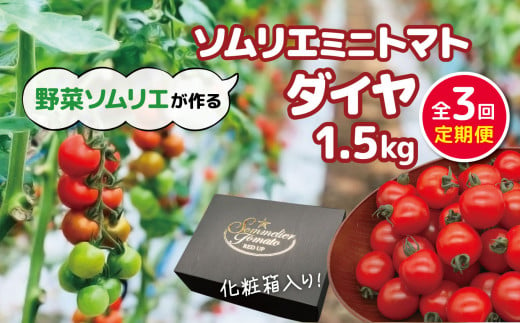 【 定期便 】ソムリエミニトマト「 ダイヤ 」 1.5kg × 3カ月 | 野菜 やさい トマト とまと 銀賞 熊本県 玉名市