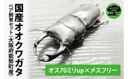 国産オオクワガタ ペア飼育セット【クワガタ クワガタムシ カブトムシ 昆虫 虫 国産 飼育 セット 夏休み 自由研究 鹿嶋市 茨城県】（KBY-2）  - 茨城県鹿嶋市｜ふるさとチョイス - ふるさと納税サイト