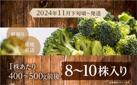 先行予約 】 令和6年産 ブロッコリー 8～10株 (約3kg～ 4kg ) サイズ おまかせ 簡易梱包 のため 訳あり 訳アリ 料理 冬 野菜  岐阜県産 本巣市 朝採り 産地直送 新鮮 期間限定 数量限定 冷蔵 もとすファーム 2024年 11月下旬頃から発送 -  岐阜県本巣市｜ふるさとチョイス -