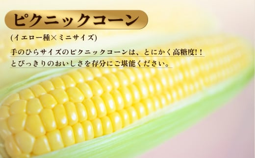 秋田県鹿角市のふるさと納税 秋田県鹿角産 朝採り とうもろこし「ピクニックコーン」約3kg（11～13本）【さとう農園】●2024年7月下旬発送開始 新鮮 野菜 安全 トウモロコシ スイートコーン フルーツコーン 中元 お歳暮 母の日 父の日 グルメ ギフト 故郷 秋田 あきた 鹿角市 鹿角 産地直送 農家直送