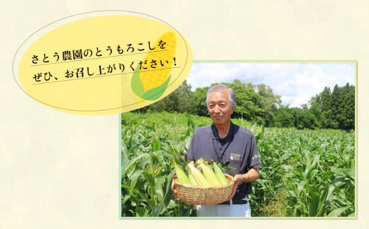 秋田県鹿角市のふるさと納税 秋田県鹿角産 朝採り とうもろこし「ピクニックコーン」約3kg（11～13本）【さとう農園】●2024年7月下旬発送開始 新鮮 野菜 安全 トウモロコシ スイートコーン フルーツコーン 中元 お歳暮 母の日 父の日 グルメ ギフト 故郷 秋田 あきた 鹿角市 鹿角 産地直送 農家直送