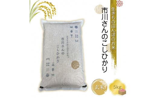 生きもの田んぼのお米　市川さんのこしひかり 令和6年産【玄米5kg】農薬・化学肥料・除草剤不使用　コメ　信州【 米 コメ 備蓄品 仕送り おすそ分け 備蓄米 長野県 佐久市 】 1411565 - 長野県佐久市