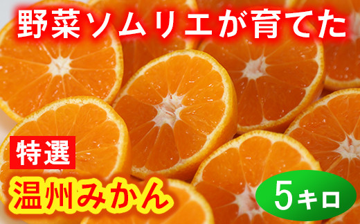 野菜ソムリエ石児さんの「特選 温州みかん 5kg」 ミカン みかん 柑橘 5kg 柑橘類 先行予約 11月 12月 1月 甘い 温州みかん フルーツ ＜103-006_5＞