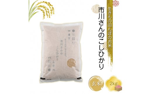 生きもの田んぼのお米　市川さんのこしひかり 令和6年産【玄米2kg】農薬・化学肥料・除草剤不使用　コメ　信州【 米 コメ 備蓄品 仕送り おすそ分け 備蓄米 長野県 佐久市 】 1411574 - 長野県佐久市