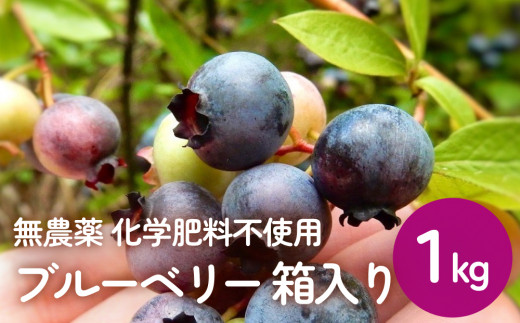 ブルーベリー (1kg)  箱入り 生 無農薬 化学肥料不使用 摘みたて 冷蔵 大粒 濃厚 フルーツ 果物 自然栽培 無農薬 化学肥料不使用 1402839 - 宮城県石巻市
