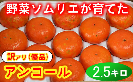 [訳あり・優品]野菜ソムリエ石児さんの「アンコール 2.5kg」 ミカン みかん 柑橘 2.5kg 訳あり 甘い 柑橘類 アンコール アンコールオレンジ フルーツ 3月 先行予約 [103-018_5]